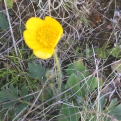 Ranunculus lappaceus at Mount Clear, ACT - 17 Oct 2021