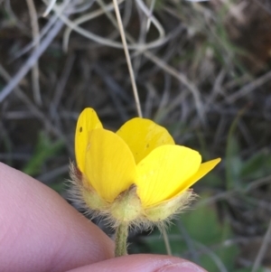 Ranunculus lappaceus at Mount Clear, ACT - 17 Oct 2021