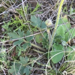 Ranunculus lappaceus at Mount Clear, ACT - 17 Oct 2021