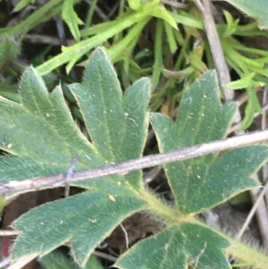 Ranunculus lappaceus at Mount Clear, ACT - 17 Oct 2021