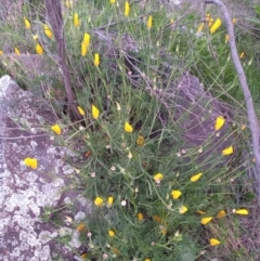 Eschscholzia californica (California Poppy) at Pine Island to Point Hut - 17 Oct 2021 by michaelb