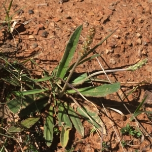 Plantago varia at Mount Clear, ACT - 17 Oct 2021