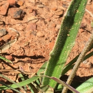 Plantago varia at Mount Clear, ACT - 17 Oct 2021