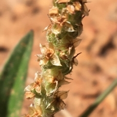 Plantago varia at Mount Clear, ACT - 17 Oct 2021