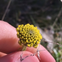 Craspedia sp. (Billy Buttons) at Mount Clear, ACT - 17 Oct 2021 by NedJohnston