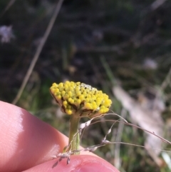 Craspedia sp. at Mount Clear, ACT - 17 Oct 2021