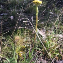 Craspedia sp. at Mount Clear, ACT - 17 Oct 2021