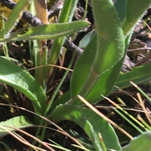 Craspedia sp. at Mount Clear, ACT - 17 Oct 2021