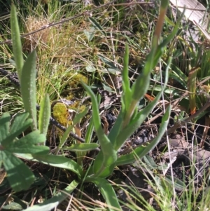 Craspedia sp. at Mount Clear, ACT - 17 Oct 2021