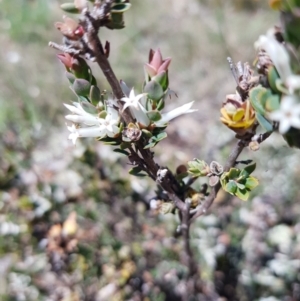 Brachyloma daphnoides at Watson, ACT - 17 Oct 2021 01:34 PM