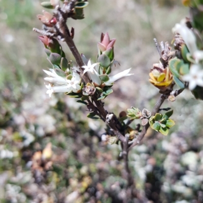 Brachyloma daphnoides (Daphne Heath) at Mount Majura - 17 Oct 2021 by danswell