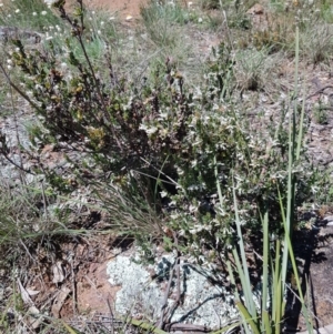 Brachyloma daphnoides at Watson, ACT - 17 Oct 2021