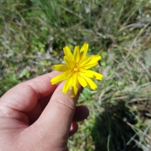 Microseris walteri at Watson, ACT - 17 Oct 2021