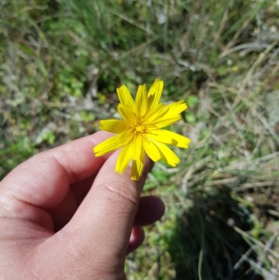 Microseris walteri (Yam Daisy, Murnong) at Mount Majura - 17 Oct 2021 by danswell