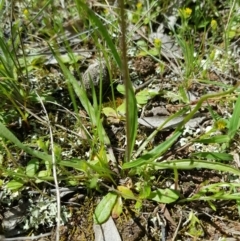 Microseris walteri at Watson, ACT - 17 Oct 2021