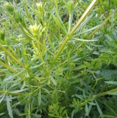 Galium aparine (Goosegrass, Cleavers) at Pine Island to Point Hut - 17 Oct 2021 by michaelb