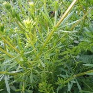 Galium aparine at Greenway, ACT - 17 Oct 2021