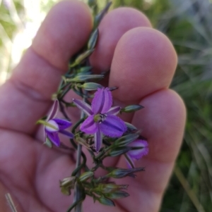 Thysanotus patersonii at Watson, ACT - 17 Oct 2021