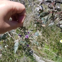 Thysanotus patersonii at Watson, ACT - 17 Oct 2021