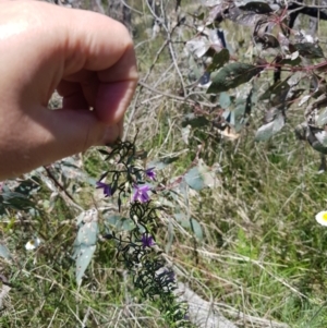 Thysanotus patersonii at Watson, ACT - 17 Oct 2021