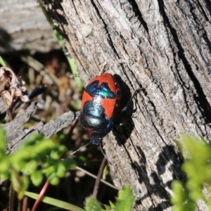 Choerocoris paganus at Chiltern, VIC - 17 Oct 2021 09:04 AM