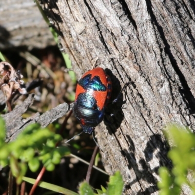 Choerocoris paganus (Ground shield bug) at Chiltern, VIC - 17 Oct 2021 by KylieWaldon