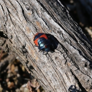 Choerocoris paganus at Chiltern, VIC - 17 Oct 2021 09:04 AM