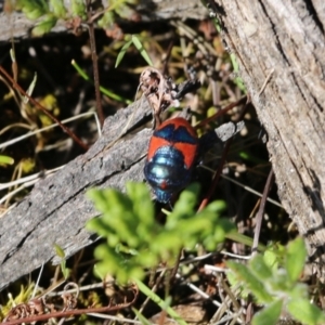 Choerocoris paganus at Chiltern, VIC - 17 Oct 2021 09:04 AM