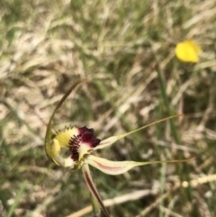Caladenia parva (Brown-clubbed Spider Orchid) at Paddys River, ACT - 17 Oct 2021 by GG