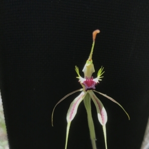 Caladenia parva at Paddys River, ACT - suppressed