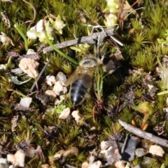 Unidentified Bee (Hymenoptera, Apiformes) (TBC) at Chiltern, VIC - 16 Oct 2021 by KylieWaldon