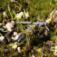 Apiformes (informal group) at Chiltern, VIC - 17 Oct 2021 09:05 AM