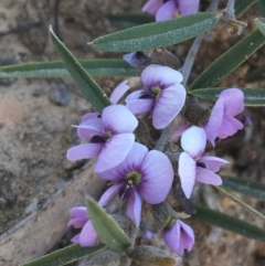 Hovea heterophylla (Common Hovea) at Mount Clear, ACT - 16 Oct 2021 by Ned_Johnston