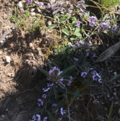 Hovea heterophylla at Mount Clear, ACT - 17 Oct 2021