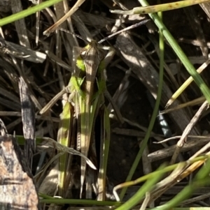 Perala viridis at Pejar, NSW - 17 Oct 2021