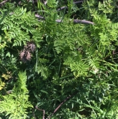 Conium maculatum (Hemlock) at Mount Clear, ACT - 17 Oct 2021 by NedJohnston