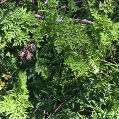 Conium maculatum (Hemlock) at Mount Clear, ACT - 17 Oct 2021 by NedJohnston