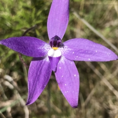 Glossodia major (Wax Lip Orchid) at Paddys River, ACT - 17 Oct 2021 by GG