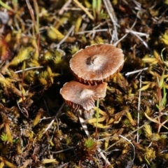 Unidentified Cap on a stem; gills below cap [mushrooms or mushroom-like] at Chiltern-Mt Pilot National Park - 16 Oct 2021 by KylieWaldon