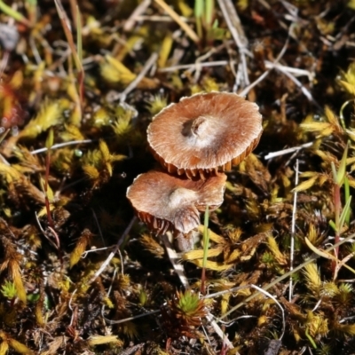 Unidentified Cap on a stem; gills below cap [mushrooms or mushroom-like] at Chiltern-Mt Pilot National Park - 16 Oct 2021 by KylieWaldon