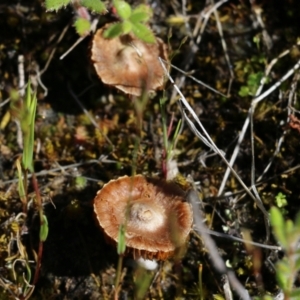 Inocybe sp. at Chiltern, VIC - 17 Oct 2021 09:02 AM