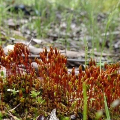 Bryaceae (family) (A moss) at Gossan Hill - 15 Oct 2021 by JanetRussell