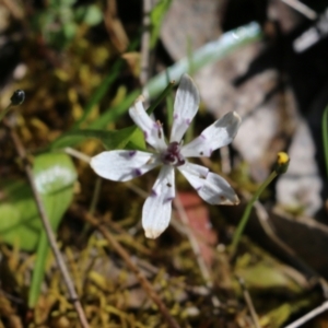 Wurmbea dioica subsp. dioica at Chiltern, VIC - 17 Oct 2021 09:02 AM