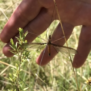 Leptotarsus (Macromastix) sp. (genus & subgenus) at Paddys River, ACT - suppressed