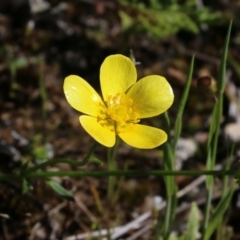 Ranunculus lappaceus at Chiltern, VIC - 17 Oct 2021 by KylieWaldon