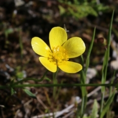 Unidentified Other Wildflower or Herb at Chiltern, VIC - 16 Oct 2021 by KylieWaldon