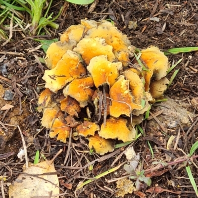 zz agaric (stem; gills not white/cream) at Isaacs, ACT - 16 Oct 2021 by galah681