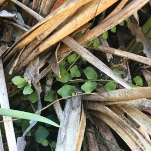 Asplenium flabellifolium at Mount Clear, ACT - 17 Oct 2021