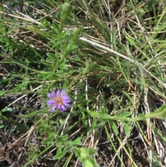 Vittadinia cuneata var. cuneata (Fuzzy New Holland Daisy) at Mount Clear, ACT - 17 Oct 2021 by Ned_Johnston