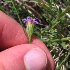 Vittadinia cuneata var. cuneata at Mount Clear, ACT - 17 Oct 2021